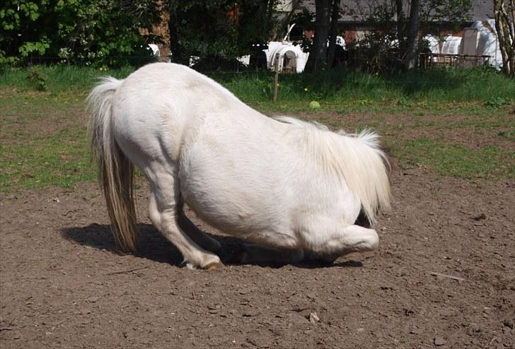 Shetlænder Mr. Blue Destiny billede 14