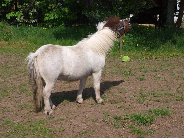 Shetlænder Mr. Blue Destiny billede 15