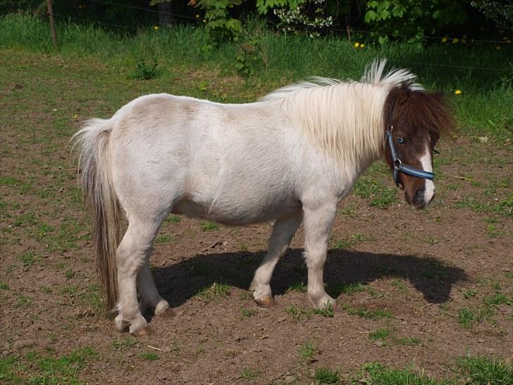 Shetlænder Mr. Blue Destiny billede 16