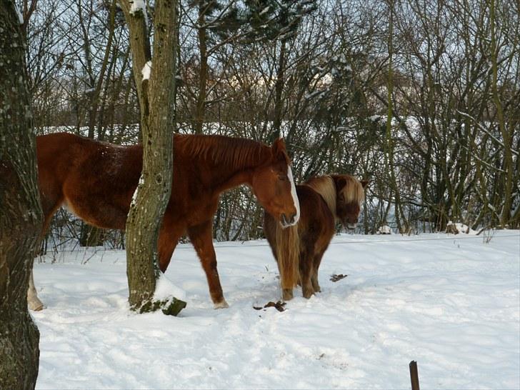 Dansk Varmblod Petra - Petra og annebelle med vinter pels over det hele :P:) billede 6