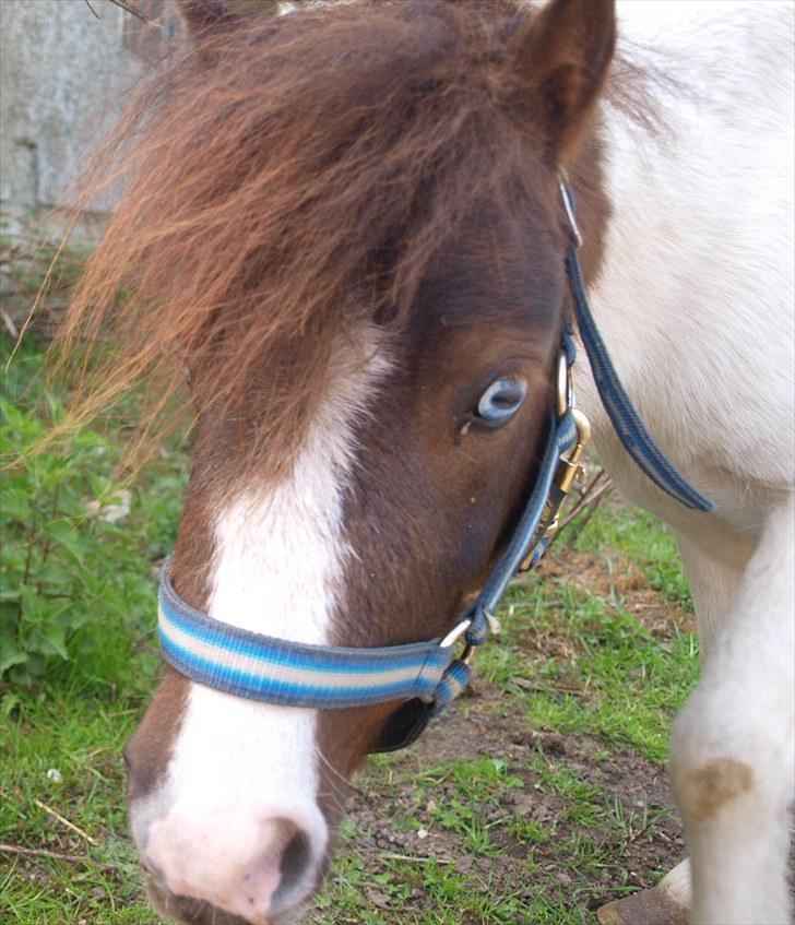 Shetlænder Mr. Blue Destiny billede 17