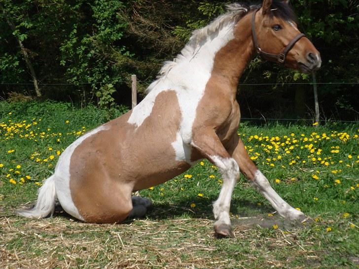 Anden særlig race Topper (SOLGT) billede 15