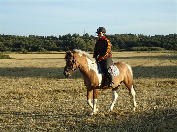 Anden særlig race Topper (SOLGT) - på mark tur .. billede 16