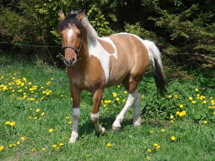 Anden særlig race Topper (SOLGT) billede 17