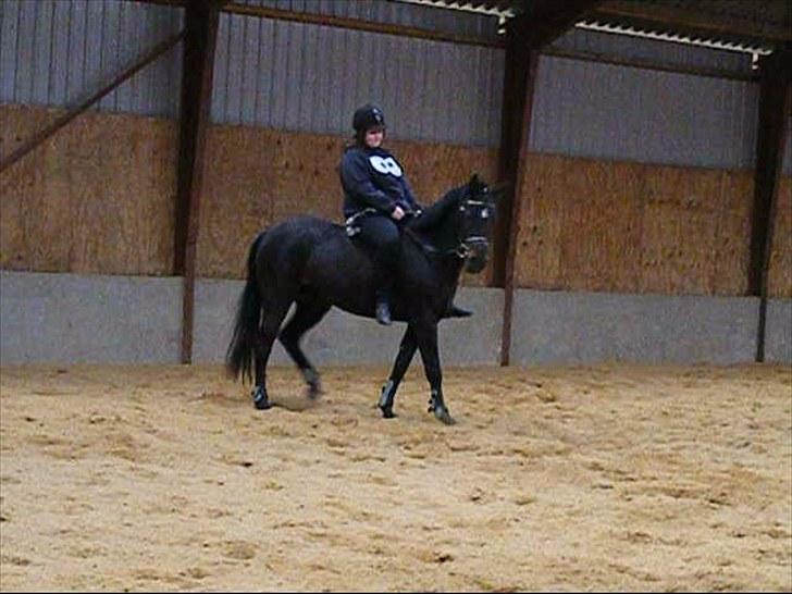 Anden særlig race Beautiful Girl (Solgt) - Den lækreste med rytter!! billede 18