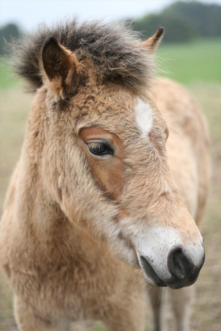 Anden særlig race Bella-Luna - Bella prøver at smide alt sin føl pels billede 6