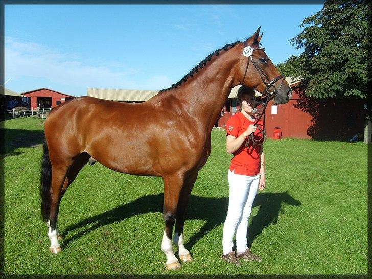 Dansk Varmblod D'Niemann-Sølyst [Himmelhest] - Store Hestedag 2010, hvor han blev nr. 2 og fik 8 i helhed. billede 12