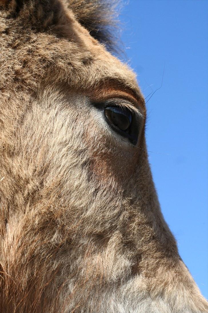 Anden særlig race Bella-Luna - et Bella øje er et smukt øje!  billede 7