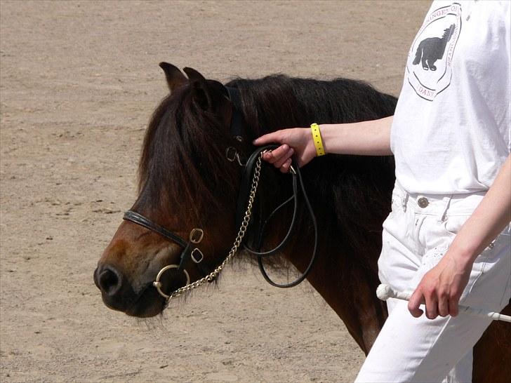 Shetlænder Thorshøjs Lif  - Landsskuet 2009 billede 20