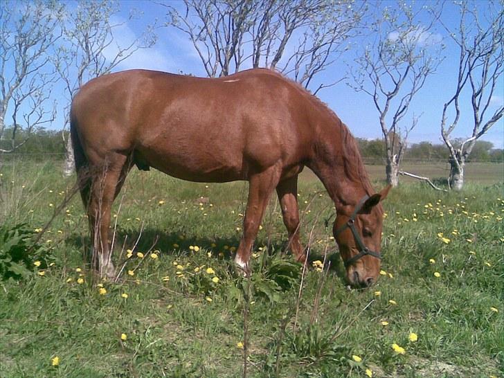 Dansk Varmblod Tjargo Star - På græs maj 2010.. er vist blevet lidt buttet.. billede 11