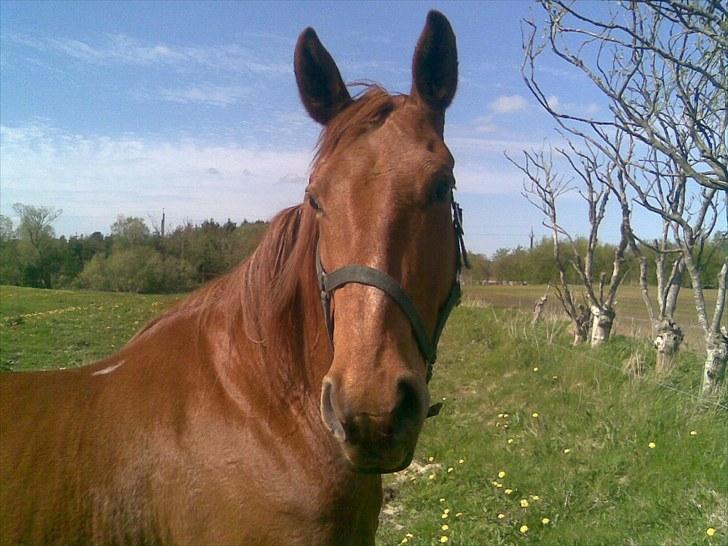 Dansk Varmblod Tjargo Star - Er jeg ikke skøn ?? billede 12