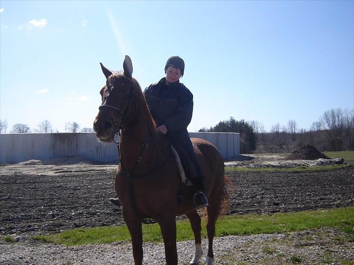 Dansk Varmblod Tjargo Star - Skøønt med en ridetur.. billede 15