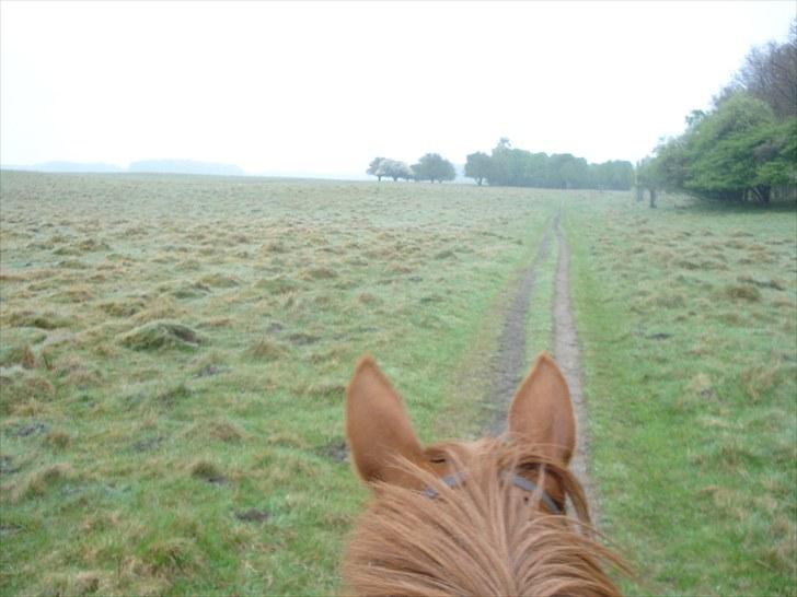 Fuldblod (XX) Malou *RIP* - dyrehaven tidligt en lørdag morgen billede 13