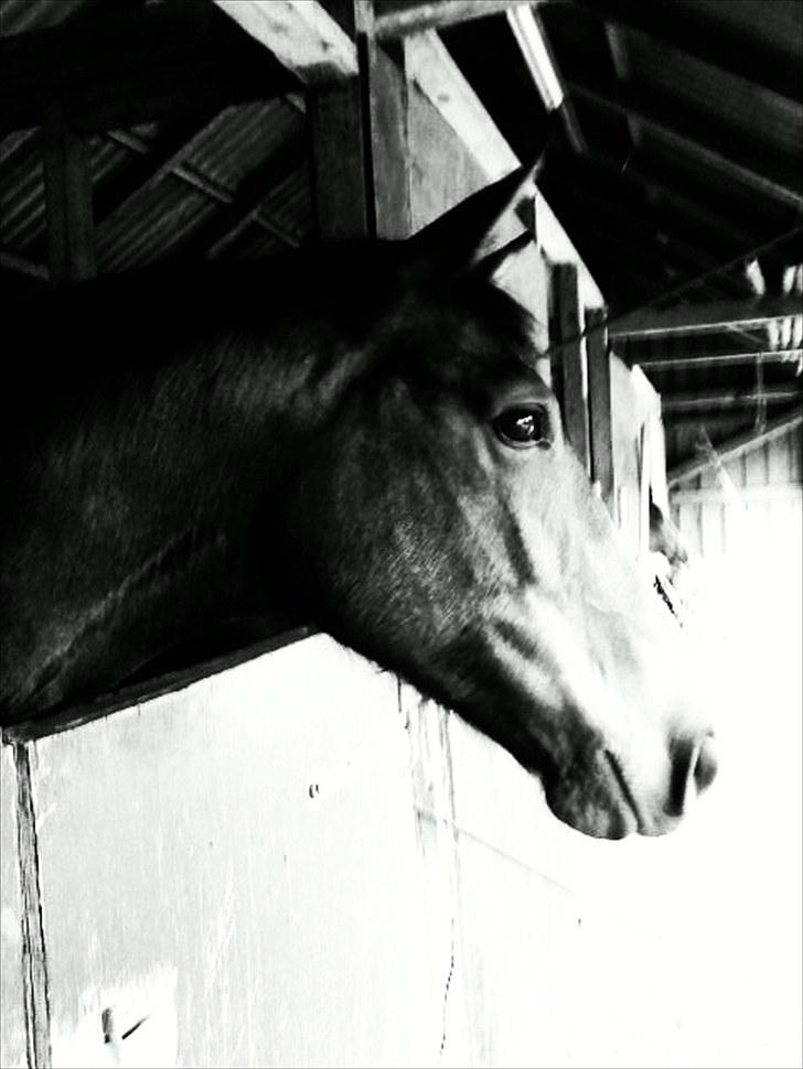 Dansk Varmblod Tøsen - billede 1. billede 2