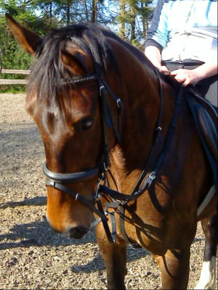 Dansk Varmblod Tøsen - billede 2. billede 3