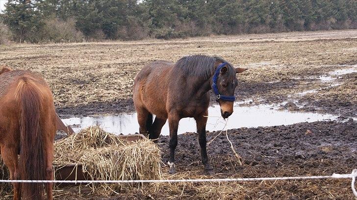Dansk Varmblod Tøsen -  billede 3 med føl mave, hun skal have sidst i maj. billede 4