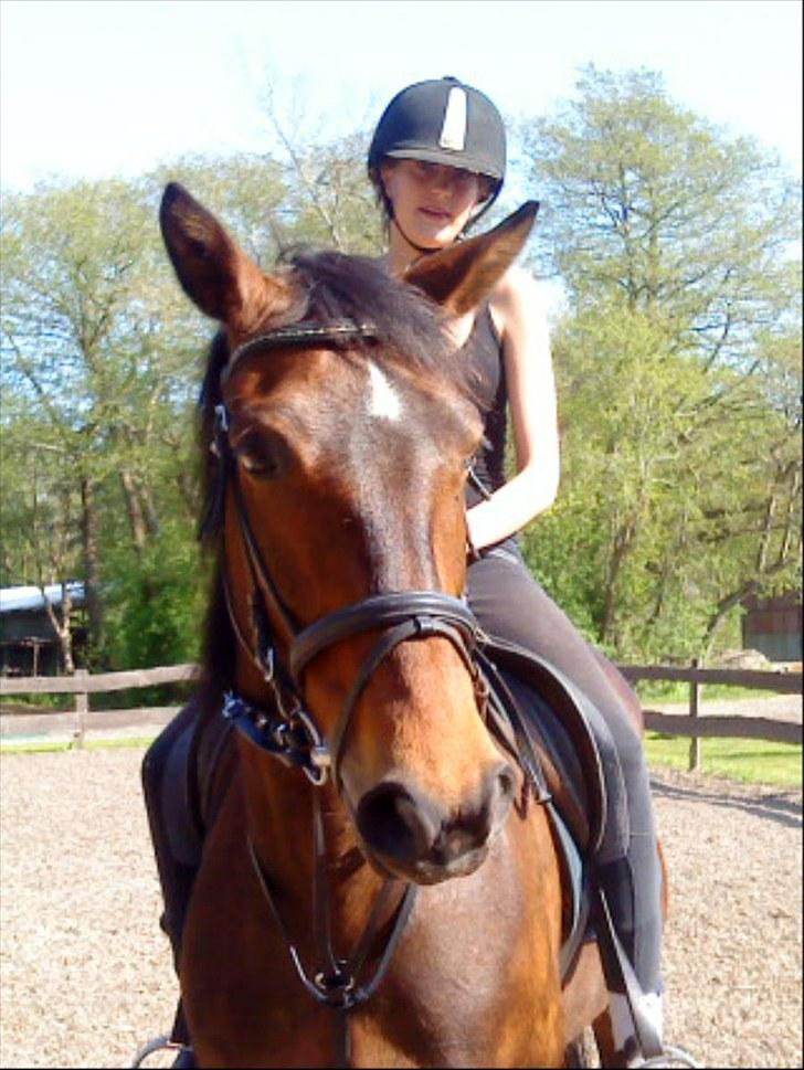 Dansk Varmblod Tøsen - billede 4 billede 5