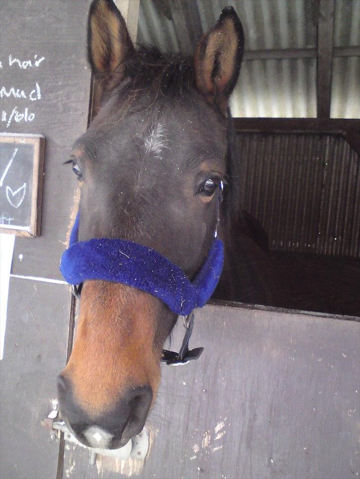 Dansk Varmblod Tøsen - billede 5 billede 6