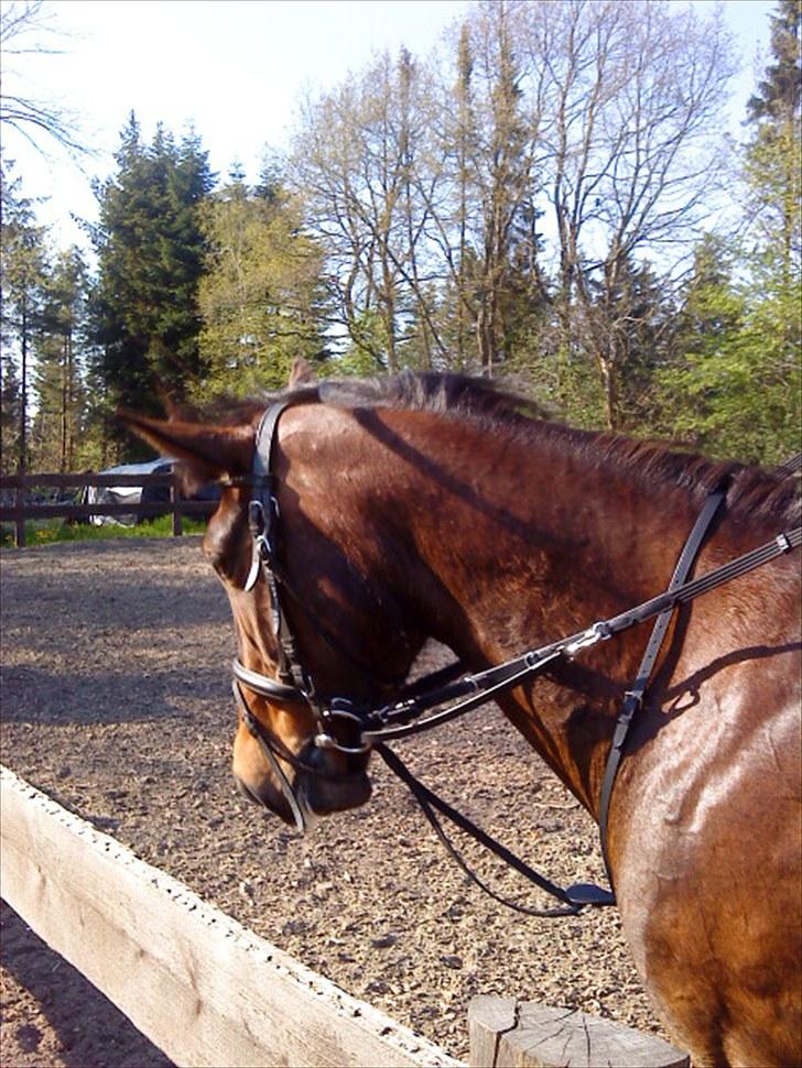 Dansk Varmblod Tøsen - billede 6 billede 7