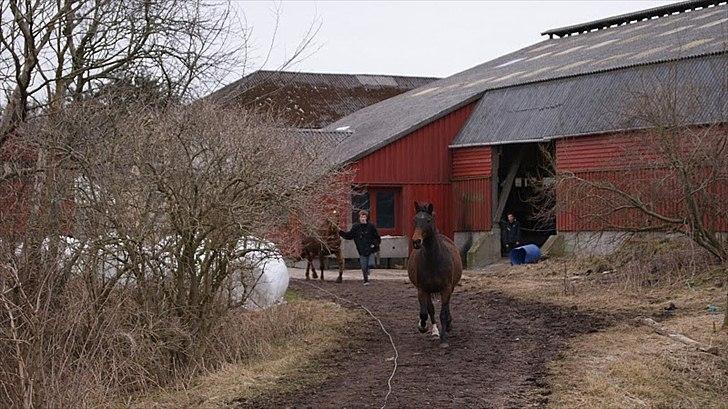 Dansk Varmblod Tøsen - billede 7 tykke mave ;i <3 billede 8