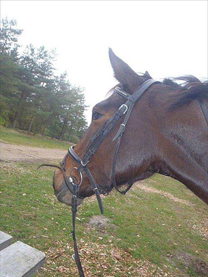 Dansk Varmblod Tøsen - billede 8 billede 9