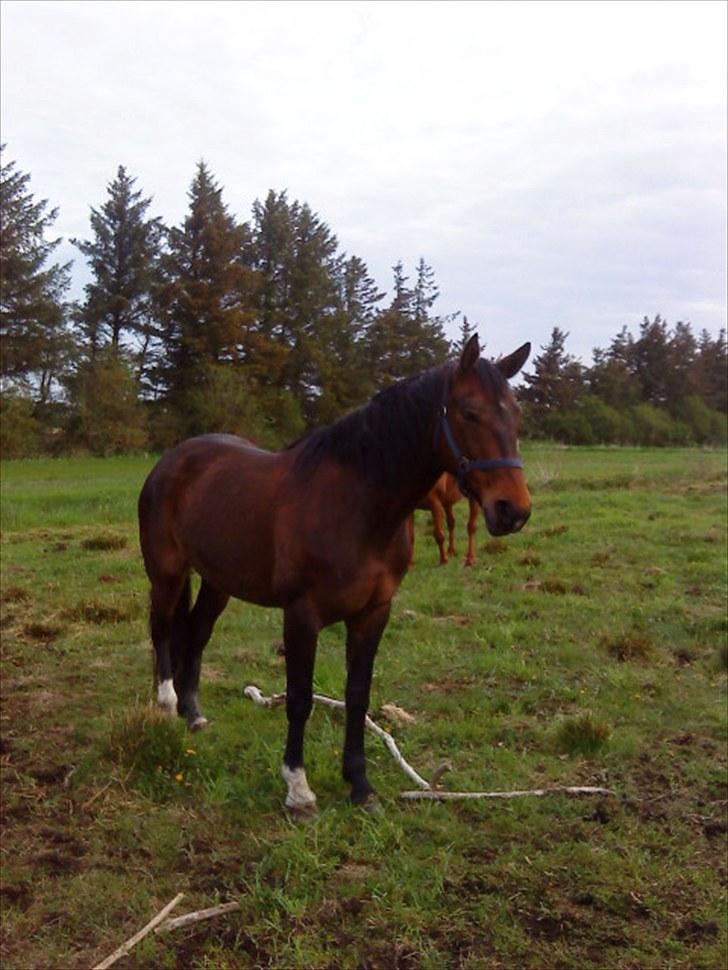 Dansk Varmblod Tøsen - billede 9 billede 10