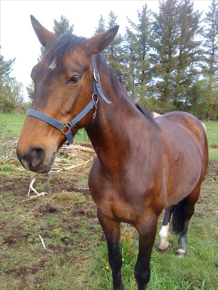 Dansk Varmblod Tøsen - billede 10 billede 11