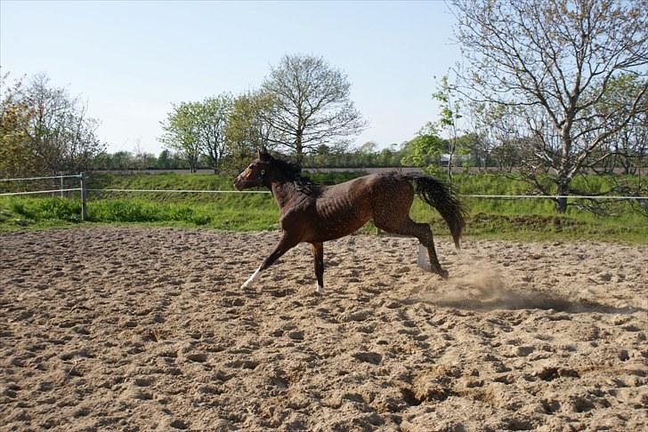 Dansk Varmblod Graversgaards Coulthard billede 18