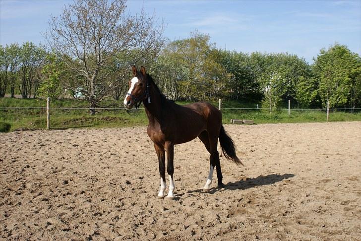 Dansk Varmblod Graversgaards Coulthard billede 19