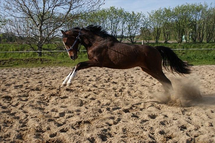 Dansk Varmblod Graversgaards Coulthard billede 20