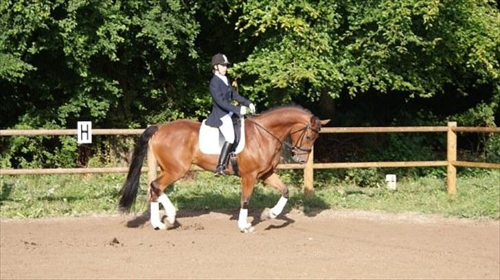 Belgisk varmblod Fronsac billede 20