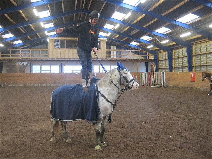 Hollandsk Sportspony Tiger - My soulmate<3 (Snoopy) - min skønhed! Ö billede 17