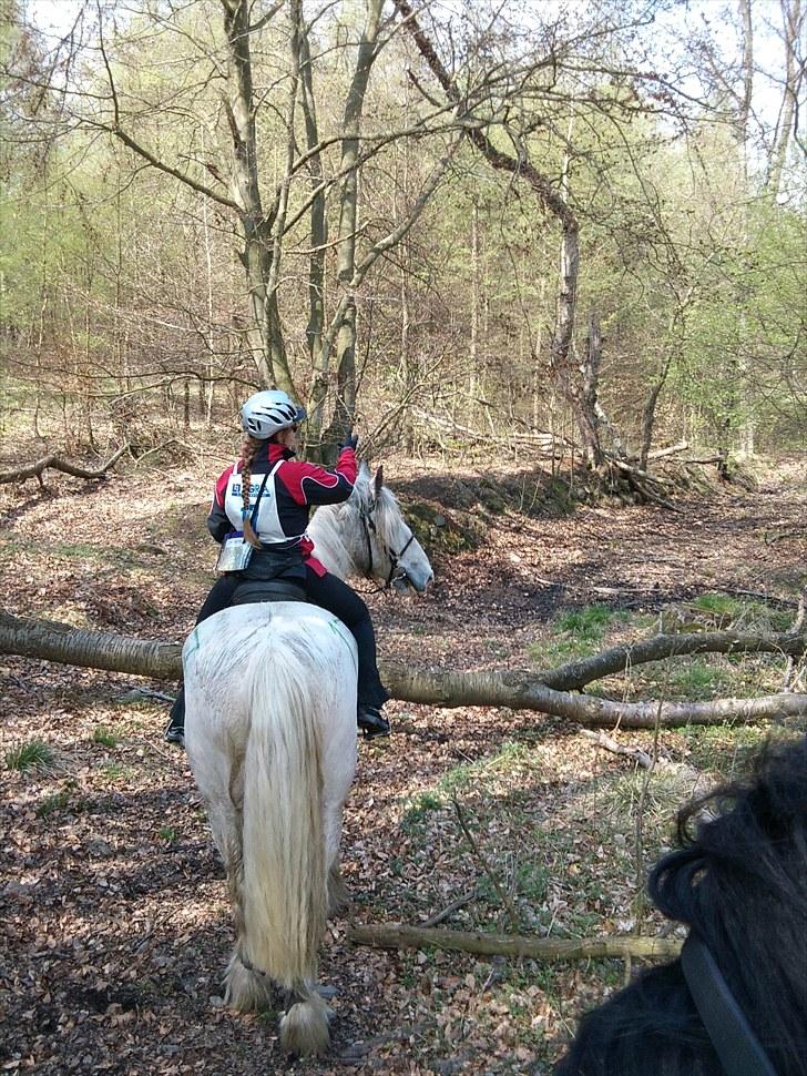 Tinker Sheik Af Irland - Greverittet 1 maj 2010...Tjaaa vi skal vist denne vej. De GF en 43 km super godt redet billede 17