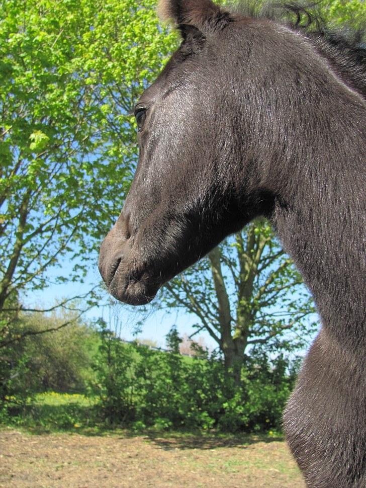 New Forest Nikka - Føl 2010. Fantastisk hoppe føl efter Pedro billede 7