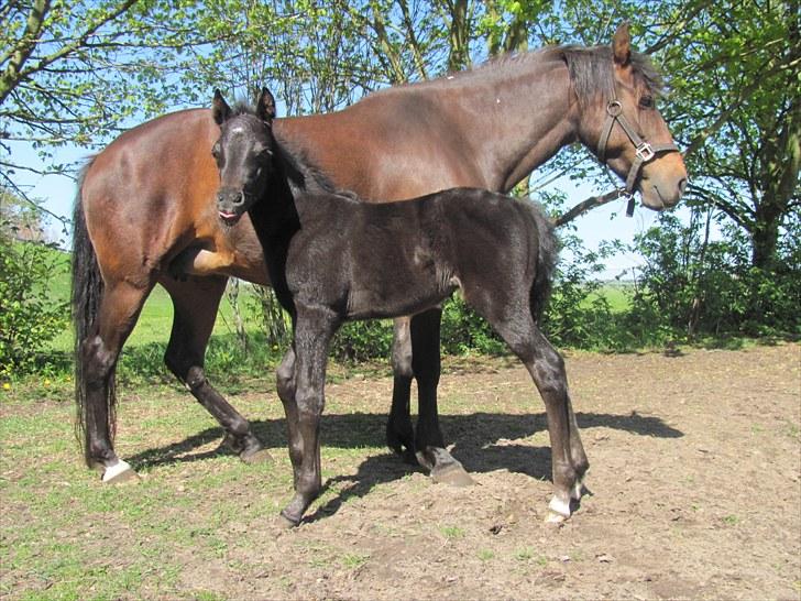 New Forest Nikka billede 8