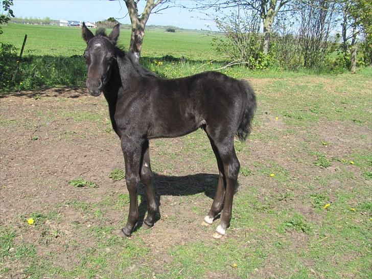 New Forest Nikka billede 9