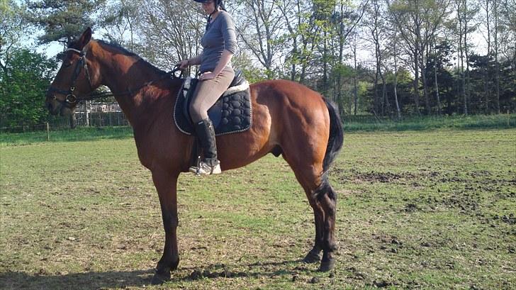 Traver Emir billede 4
