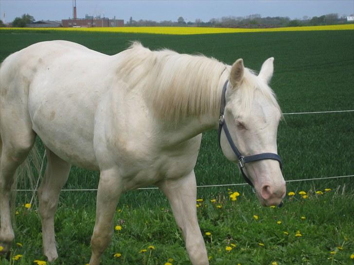 Palomino SOLGT  Martini Blanc billede 12