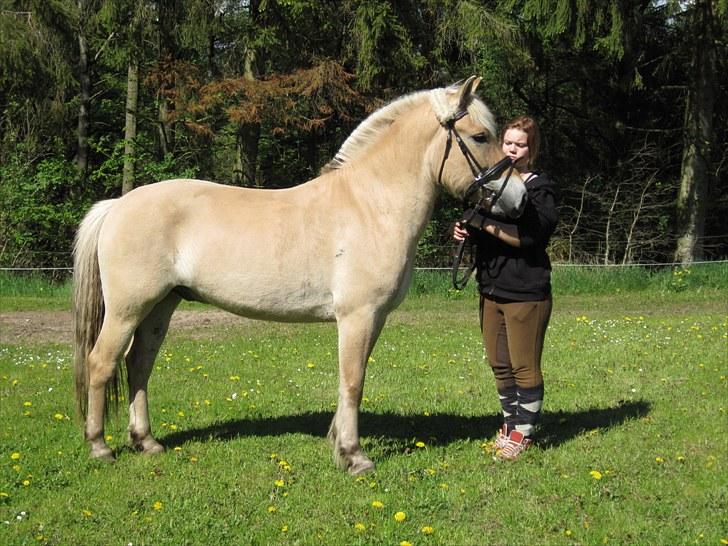 Fjordhest Birkens Hubert SOLGT <3 - 18-05-2010 <3 billede 15