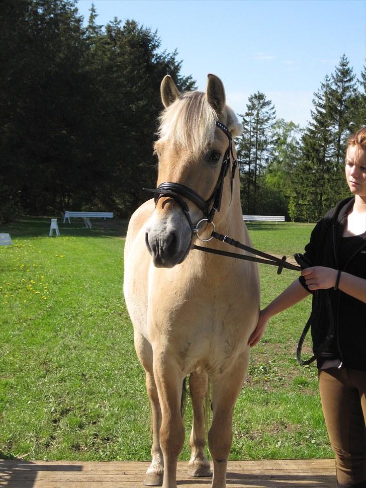 Fjordhest Birkens Hubert SOLGT <3 - Broen på kørebanen. 18-05-2010 billede 16