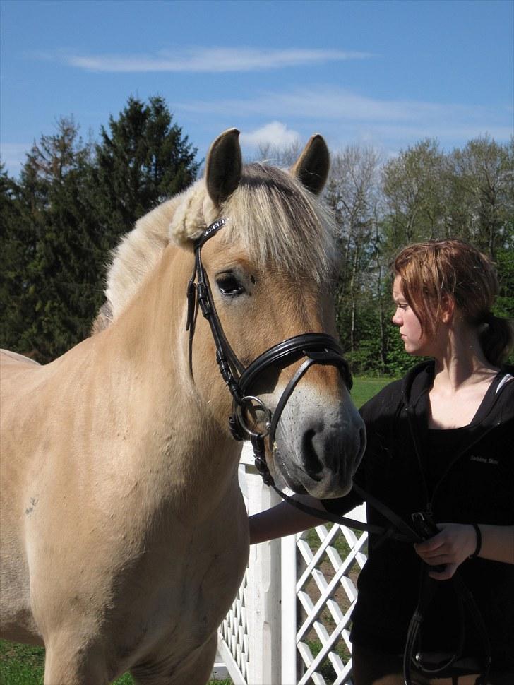Fjordhest Birkens Hubert SOLGT <3 - Han har været på sommerfold og er blevet stukket. 18-05-2010 billede 17
