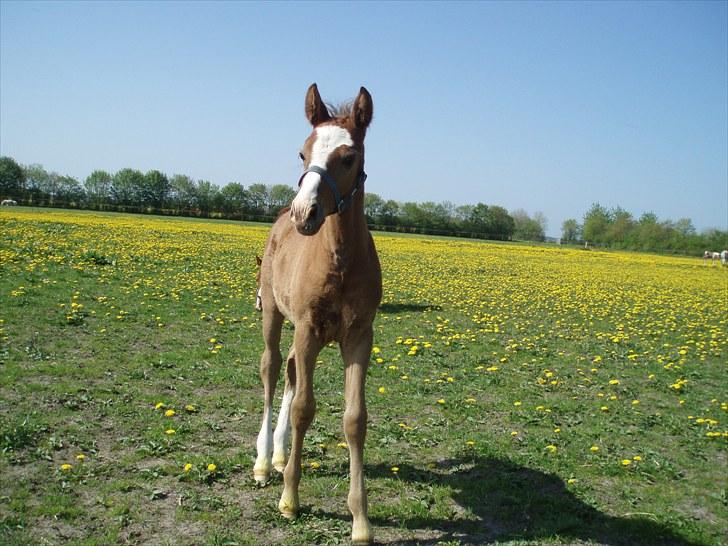 Anden særlig race Åbygårds Donatello billede 12