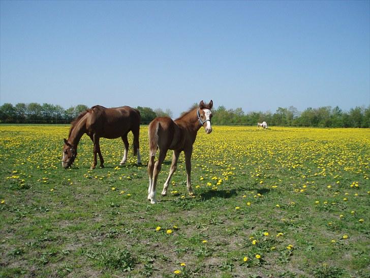Anden særlig race Åbygårds Donatello billede 13