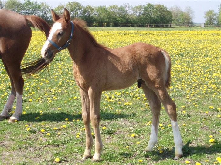 Anden særlig race Åbygårds Donatello billede 14