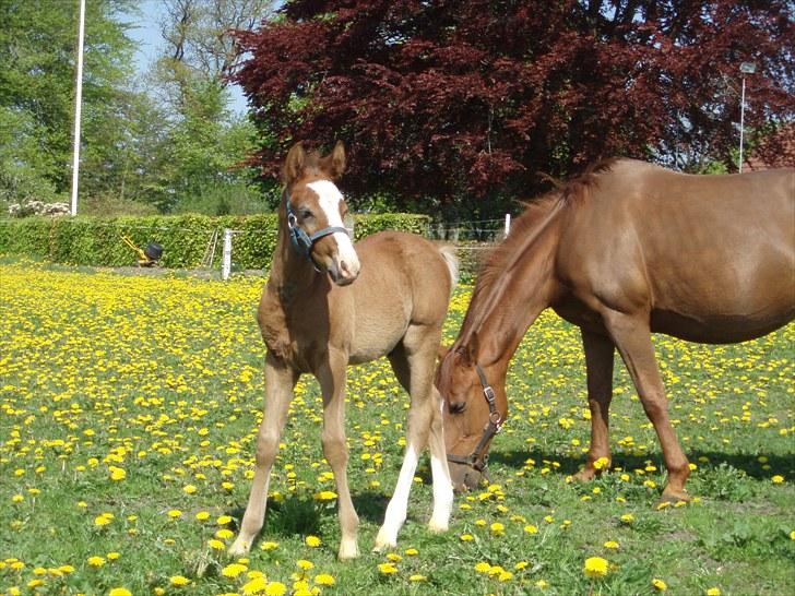 Anden særlig race Åbygårds Donatello billede 15