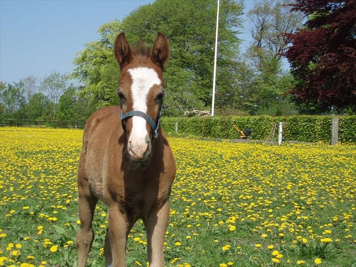 Anden særlig race Åbygårds Donatello billede 16