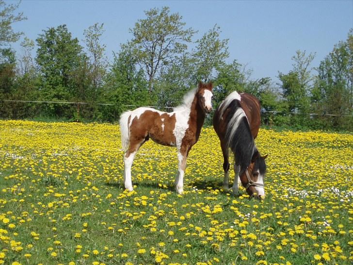 Anden særlig race Åbygårds DJ *DØD* billede 13