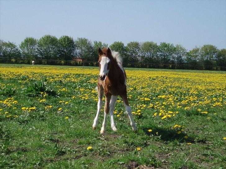 Anden særlig race Åbygårds DJ *DØD* billede 14