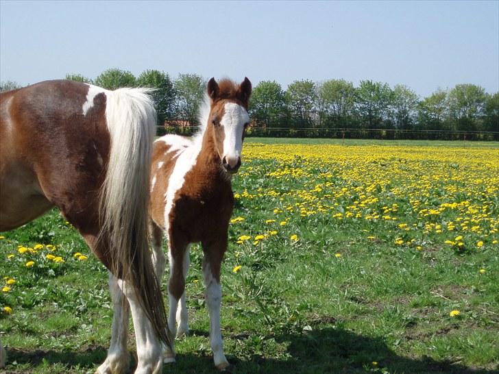 Anden særlig race Åbygårds DJ *DØD* billede 15
