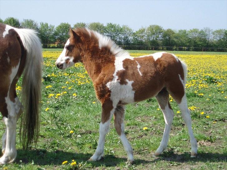 Anden særlig race Åbygårds DJ *DØD* billede 16
